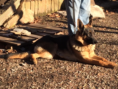 German Shepherd - Rigel