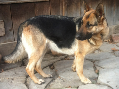 German Shepherd - Sunni